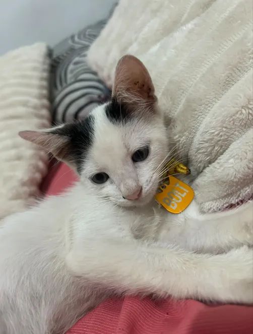 pet
