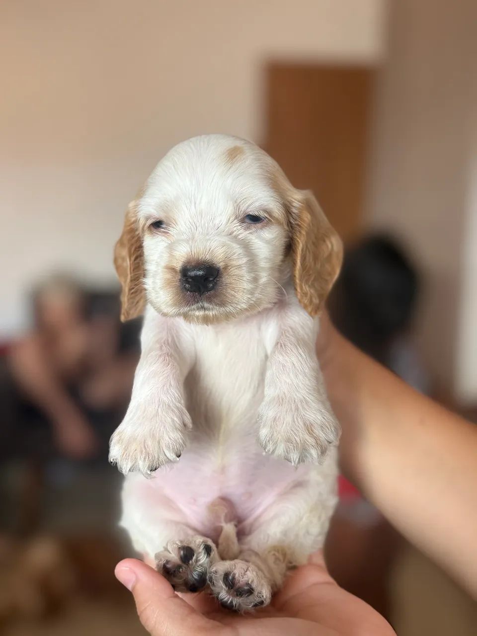 Cachorro - Foto 4