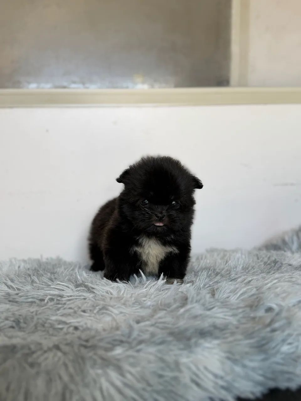 Shitzu  - Foto 4