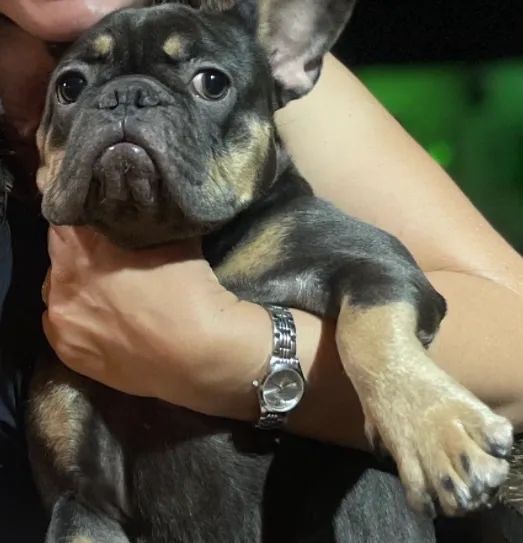 Buldog Francês 