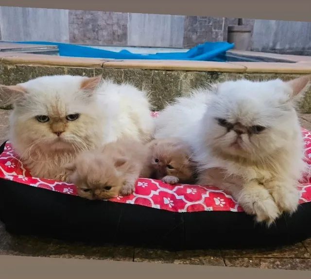 Filhotes de Persa - Foto 5
