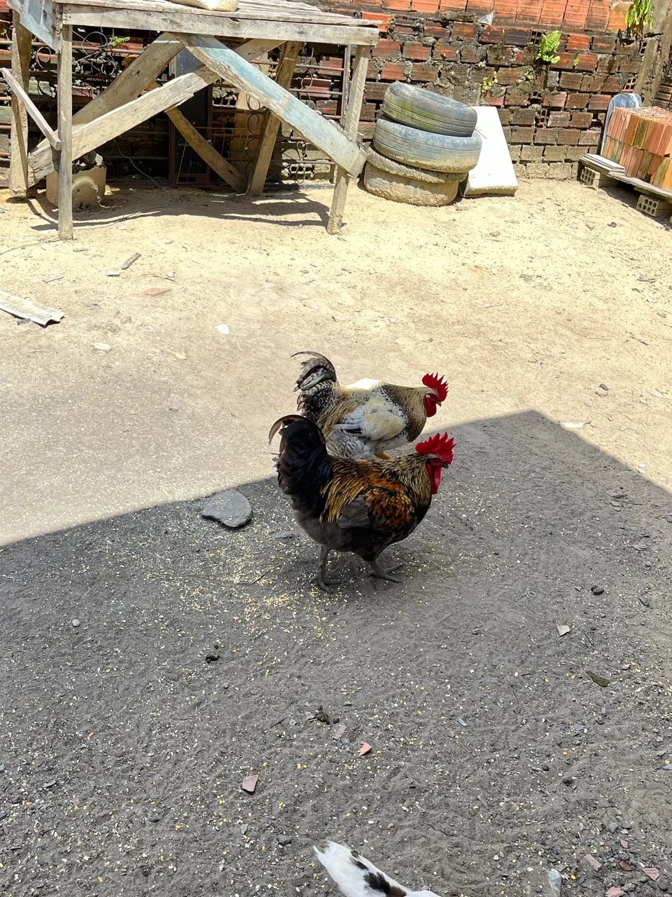 Vende-se frango 70,00 reais cada - Foto 4