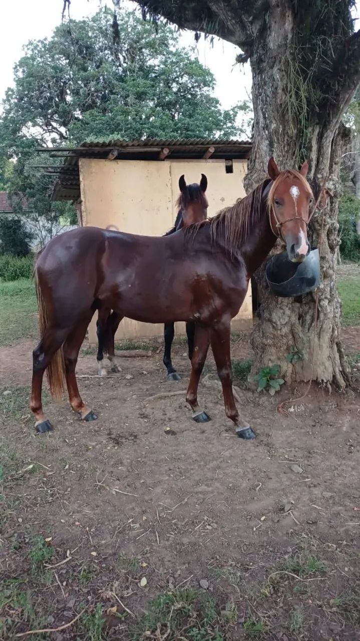 Cavalo Quarto de milha a venda  - Foto 4