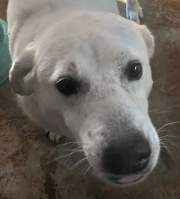 PET PIPOCA PROCURA NOVO LAR - Foto 4
