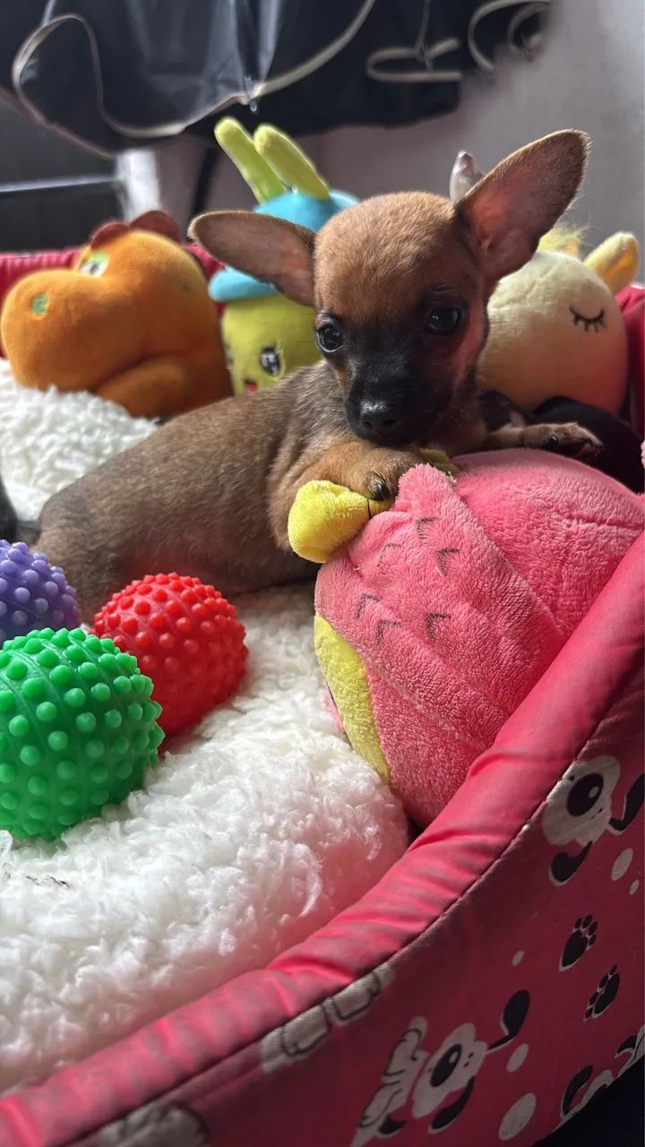 Pinscher macho e fêmea  - Foto 4
