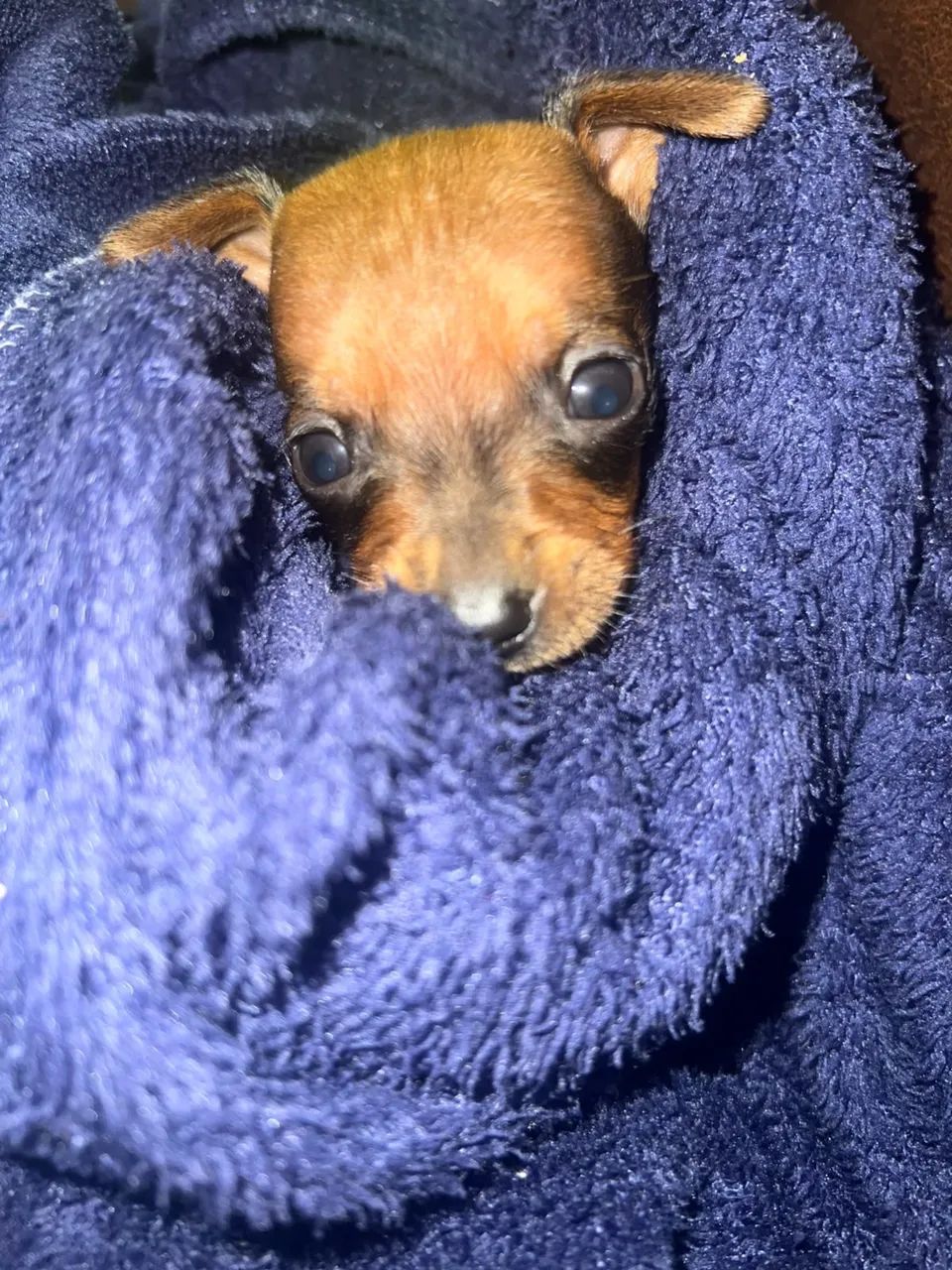 Pinscher macho 500 - Foto 5
