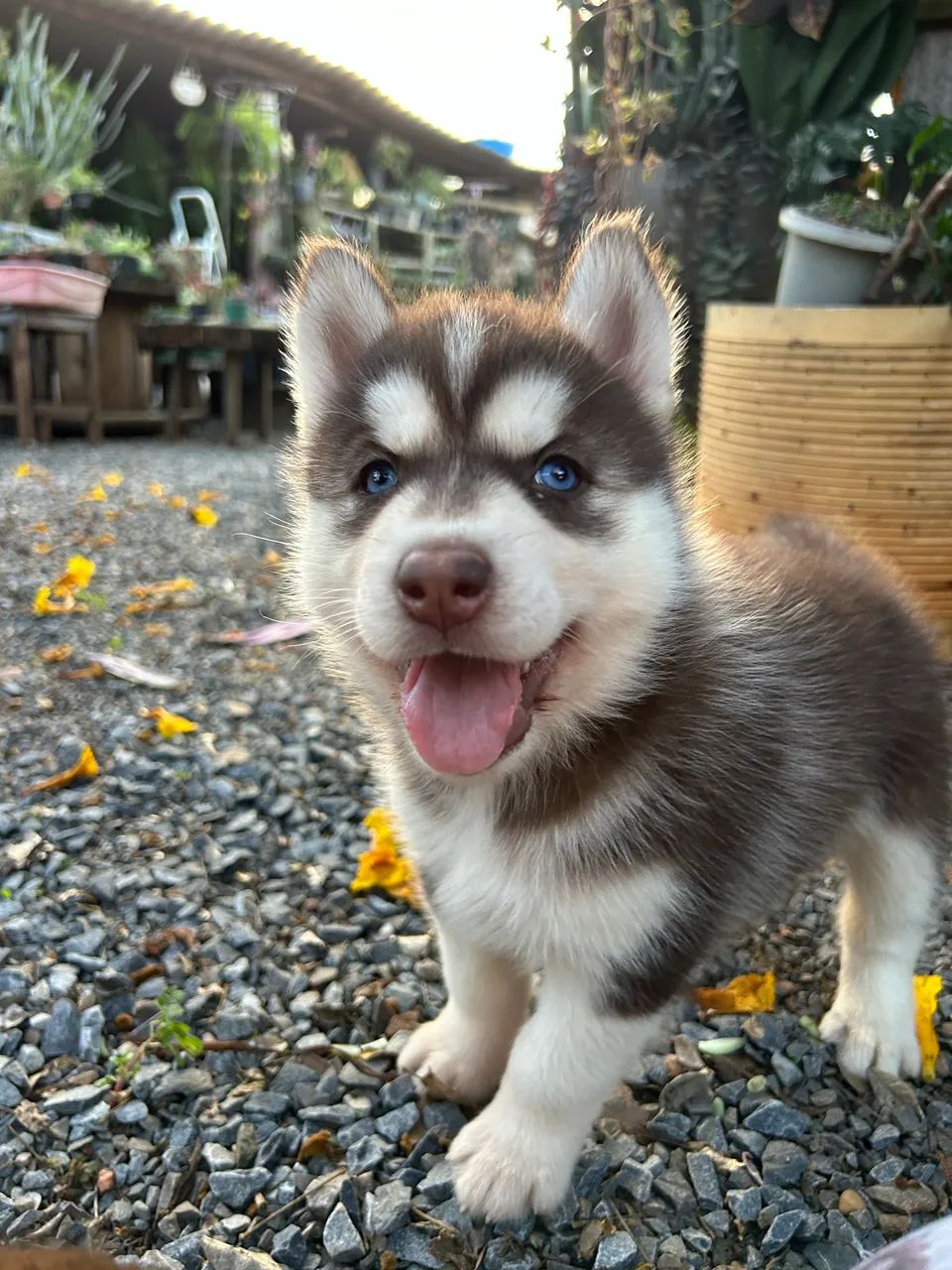 Husky siberiano  - Foto 5
