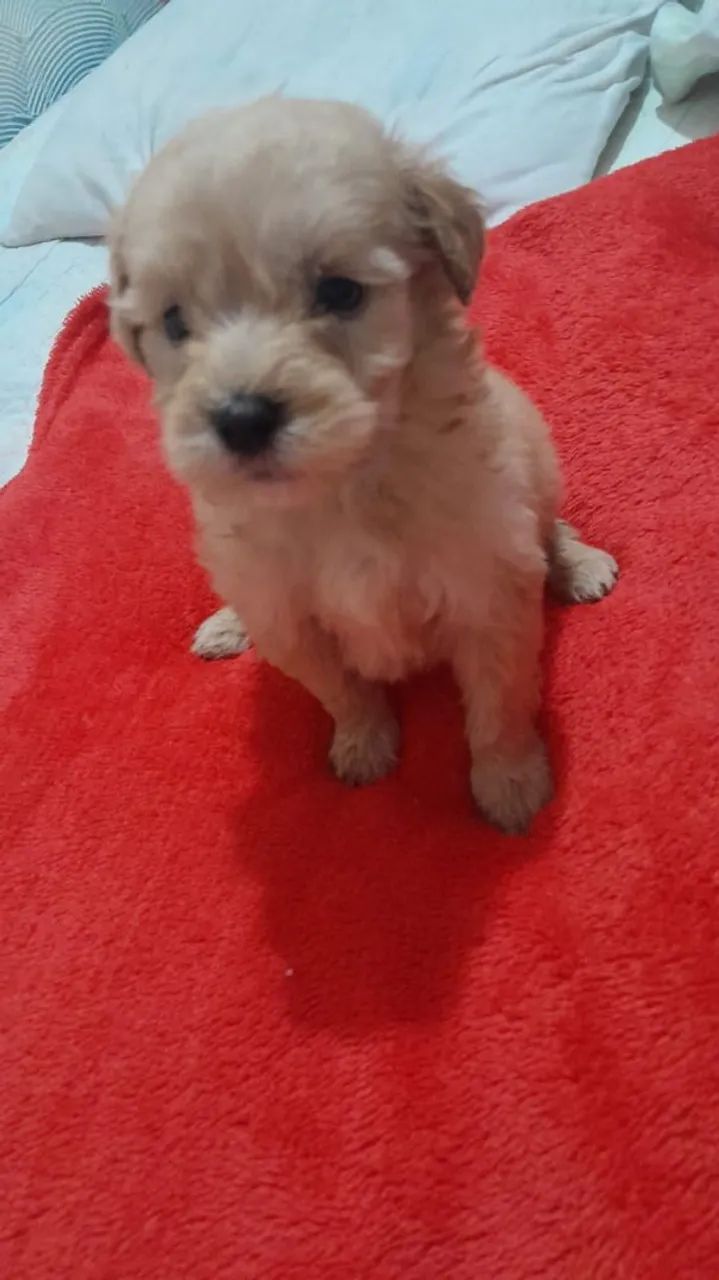 Poodle Macho N°1 - Foto 2