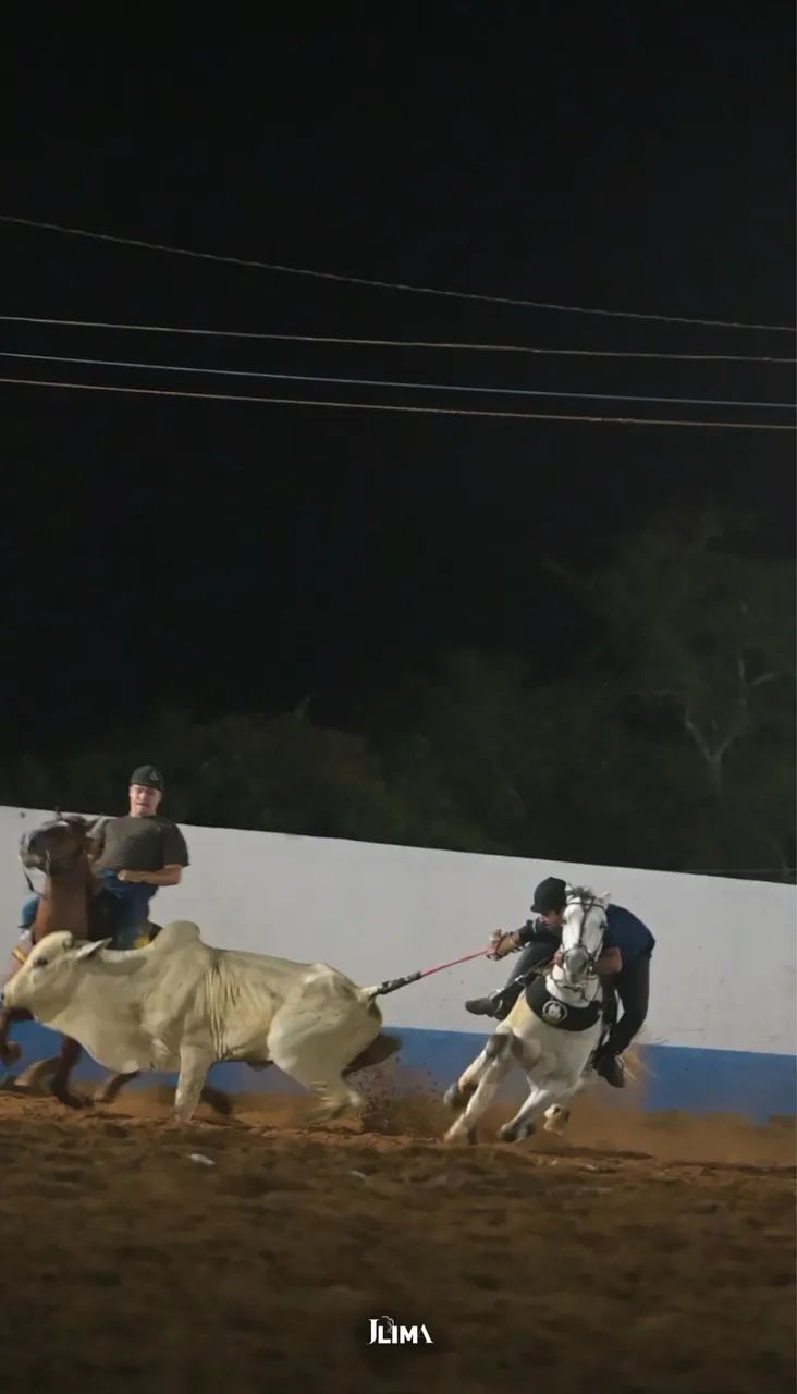 Cavalo de Direita - Foto 5
