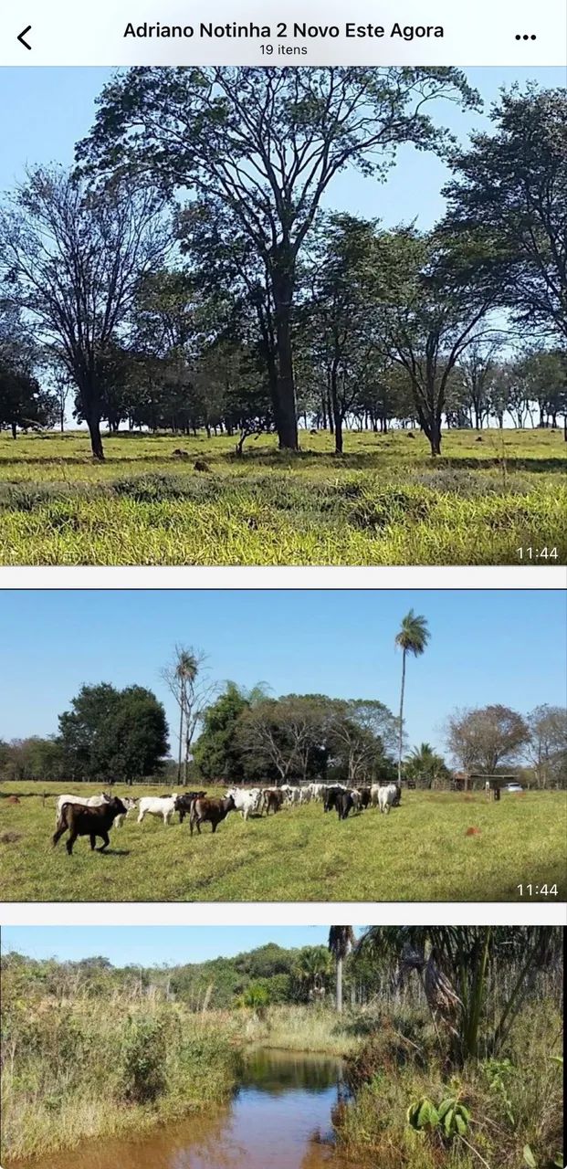 Fazenda próximo Uberlândia 93 hectares  - Foto 4