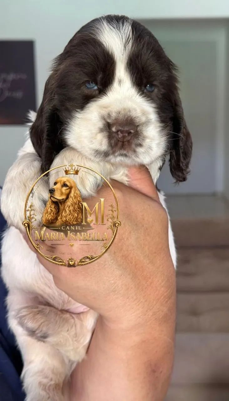 Cocker inglês macho  - Foto 4