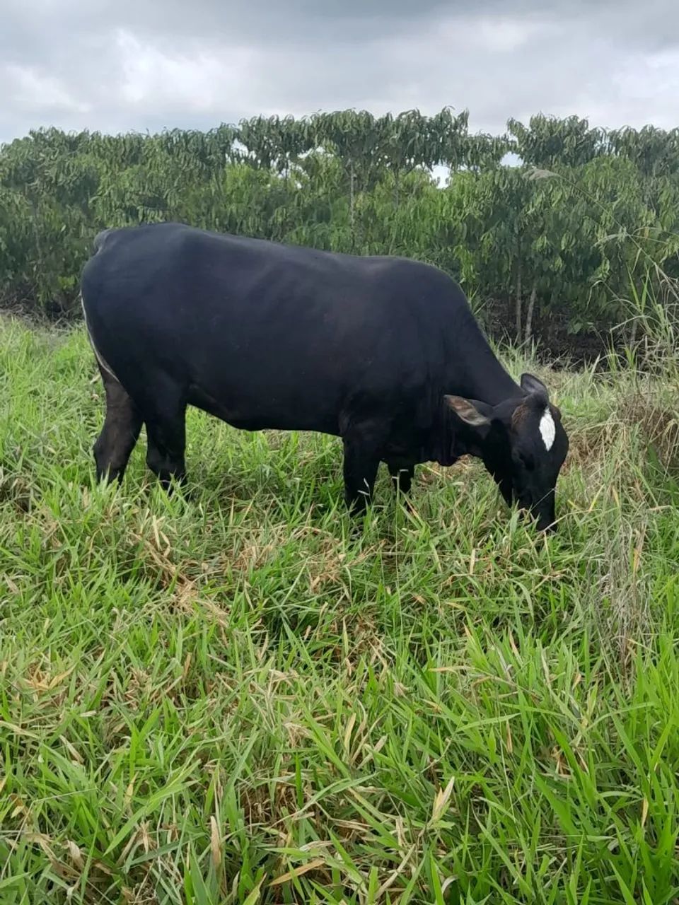Vacas leiteiras à venda - Foto 5