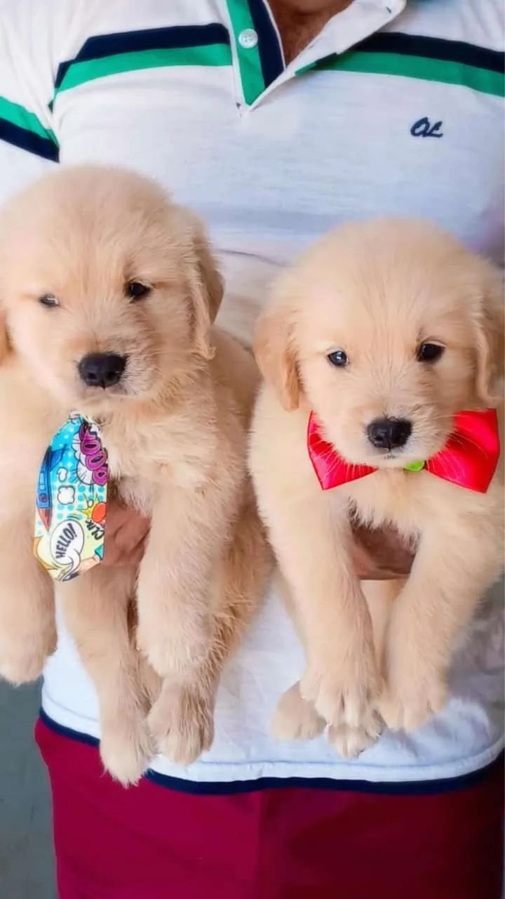 Golden retrivier 