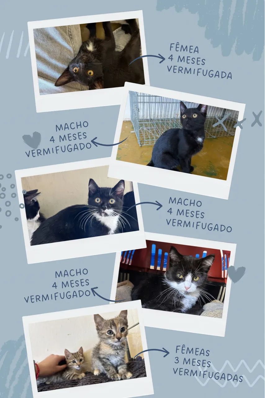 Doação responsável de gatos