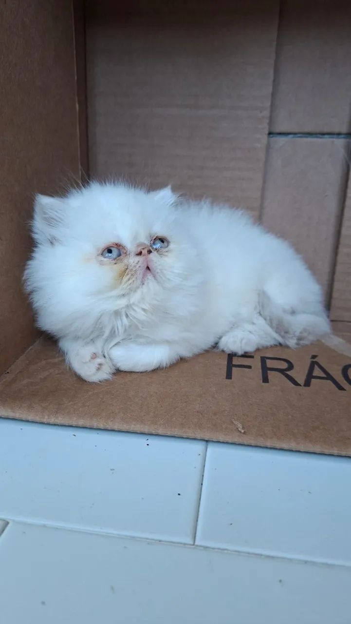 Doçuras de gatinhos persa - Foto 4