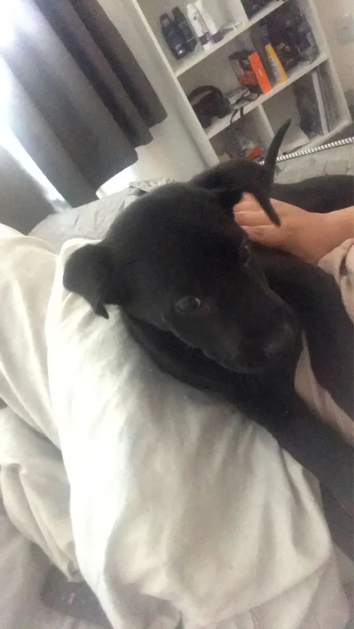 Doação cão  - Foto 3
