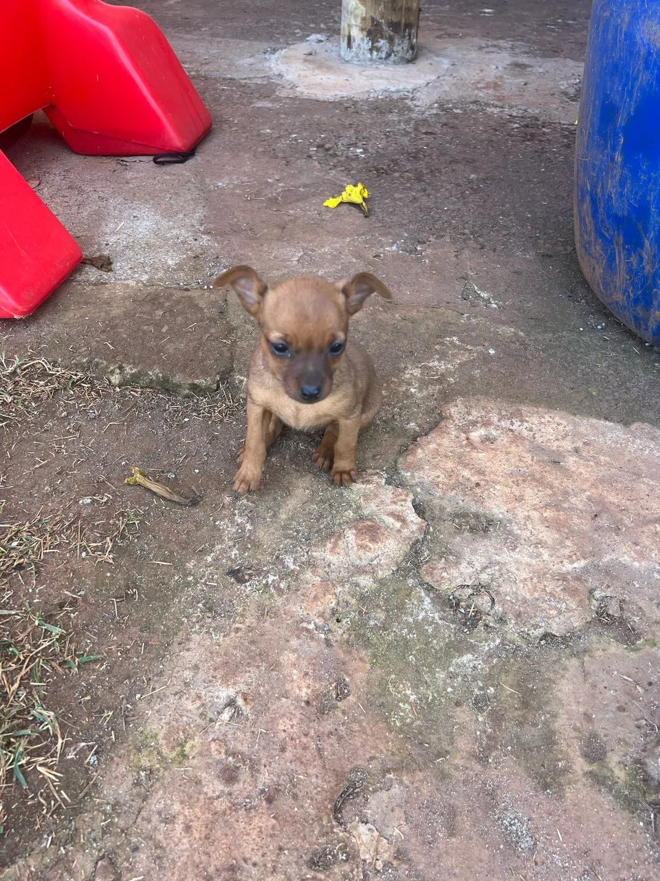 Cachorro pinscher 02 - Foto 2