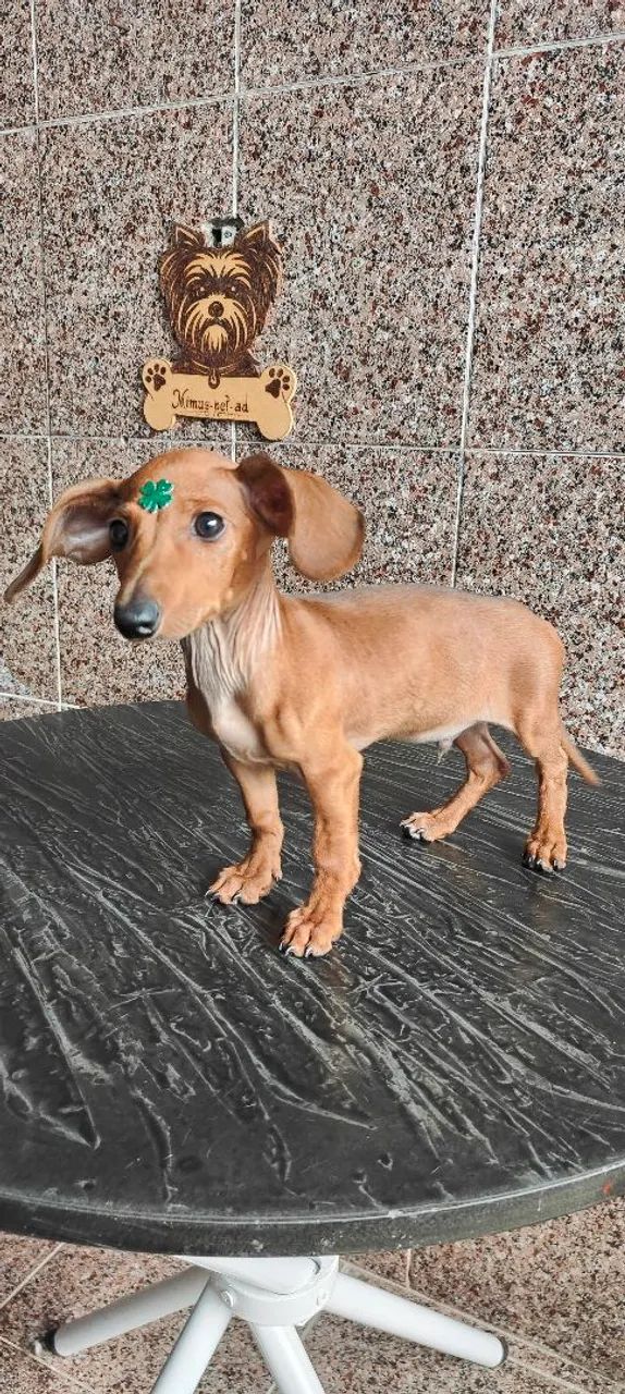 Salchisa, teckel, basset  - Foto 2