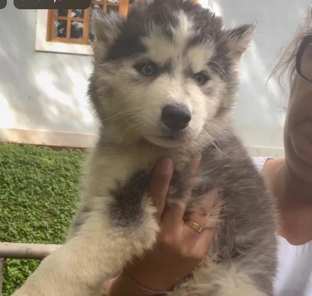 Husky siberiano peludo 