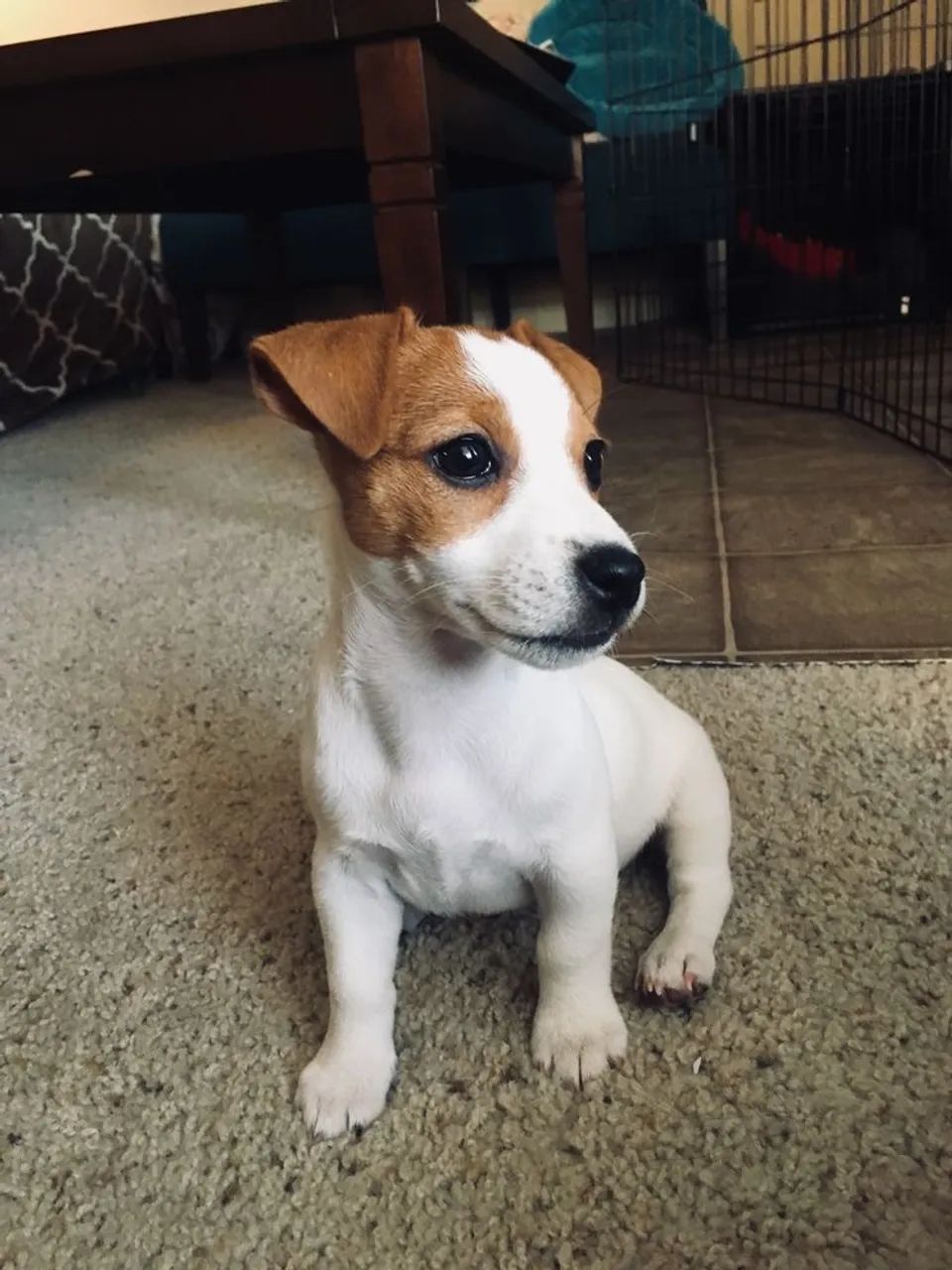 Jack russel com garantia de pureza 