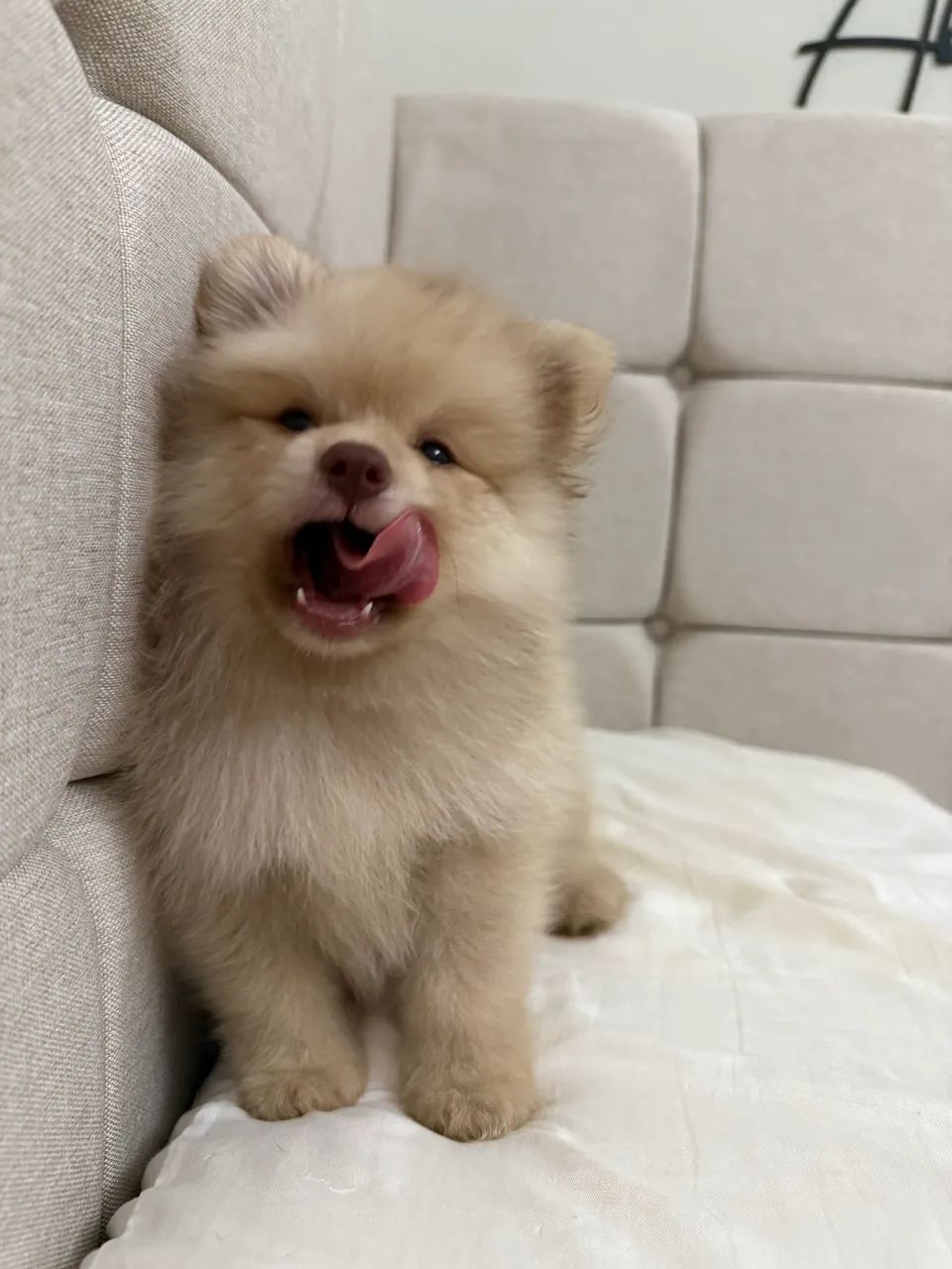 Lulu da Pomerania  - Foto 2