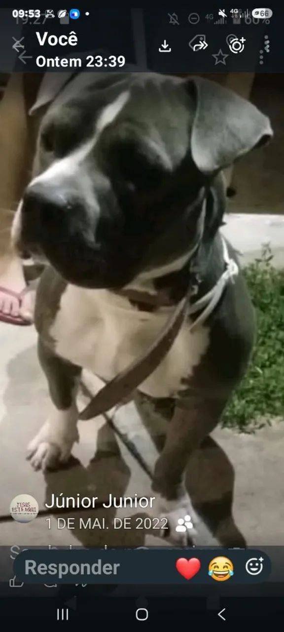 Qualquer raça para cruzar com meu macho AMERICAN BULLY 