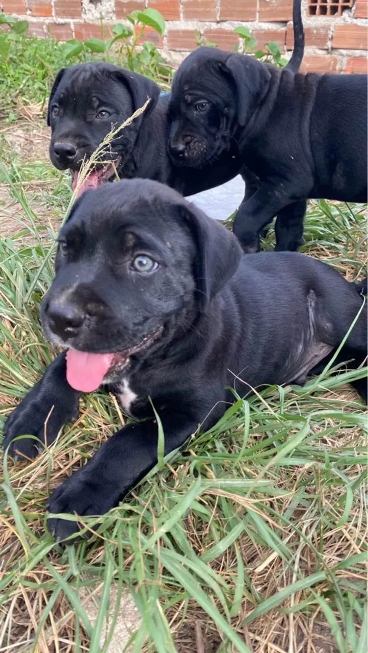 Cane Corso Italiano  - Foto 3