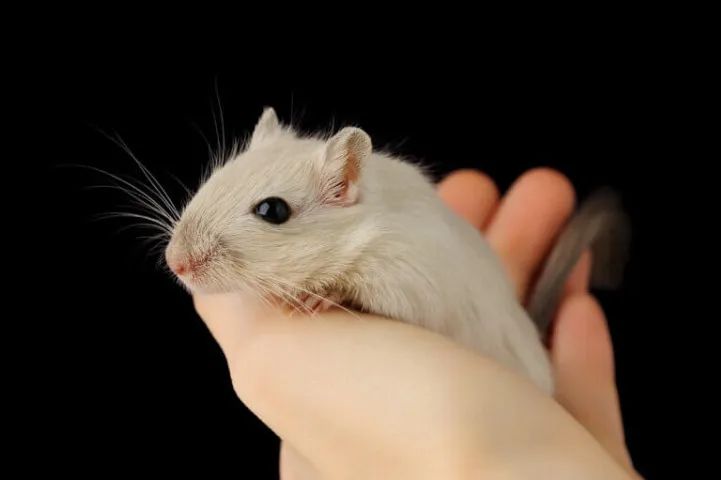 Gerbil - Esquilo da Mongólia - Foto 5