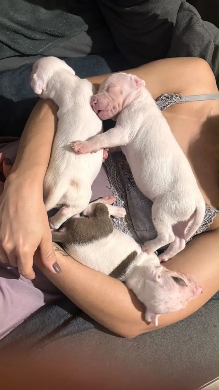 Cachorro pitbull  - Foto 3