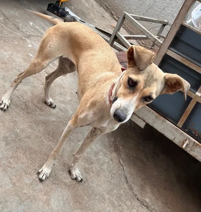 Doação de cachorro - Foto 2