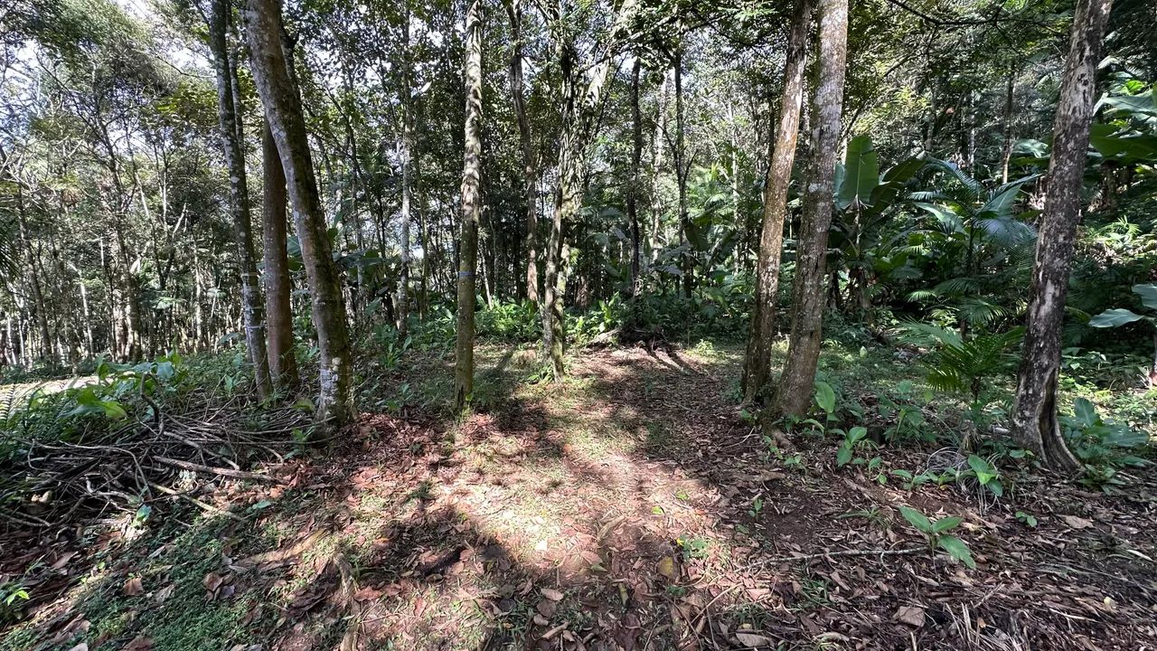 Ótima oportunidade de terreno para sítio ou investimento - Foto 4
