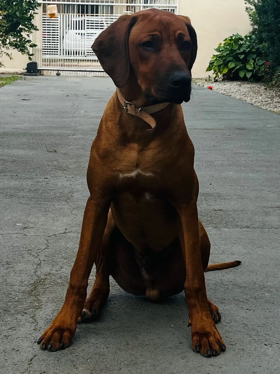 Cachorro Rhodesian ridgeback  - Foto 2