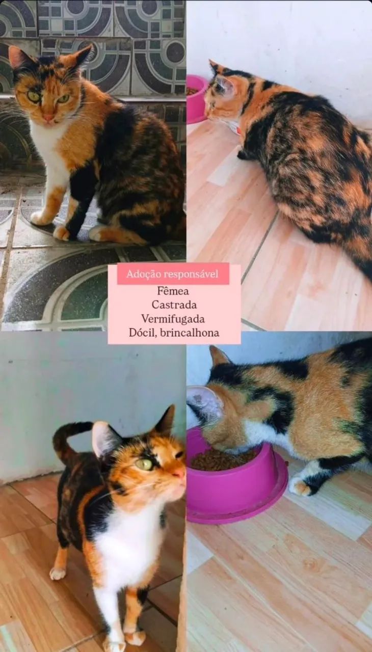 Gata castrada
