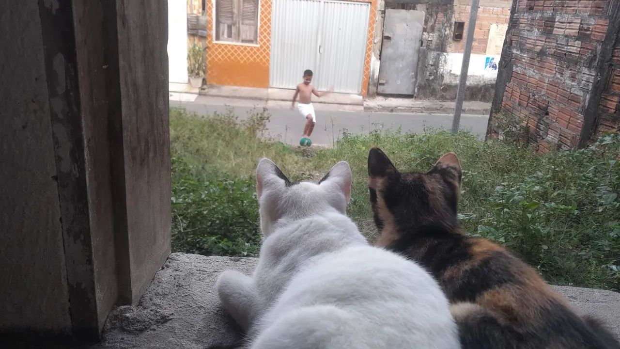 Adoção 