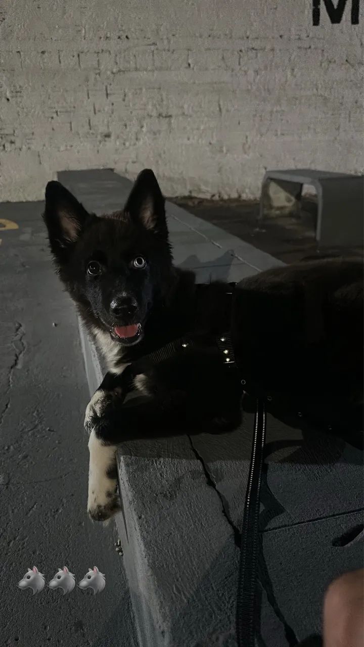 Border collie 