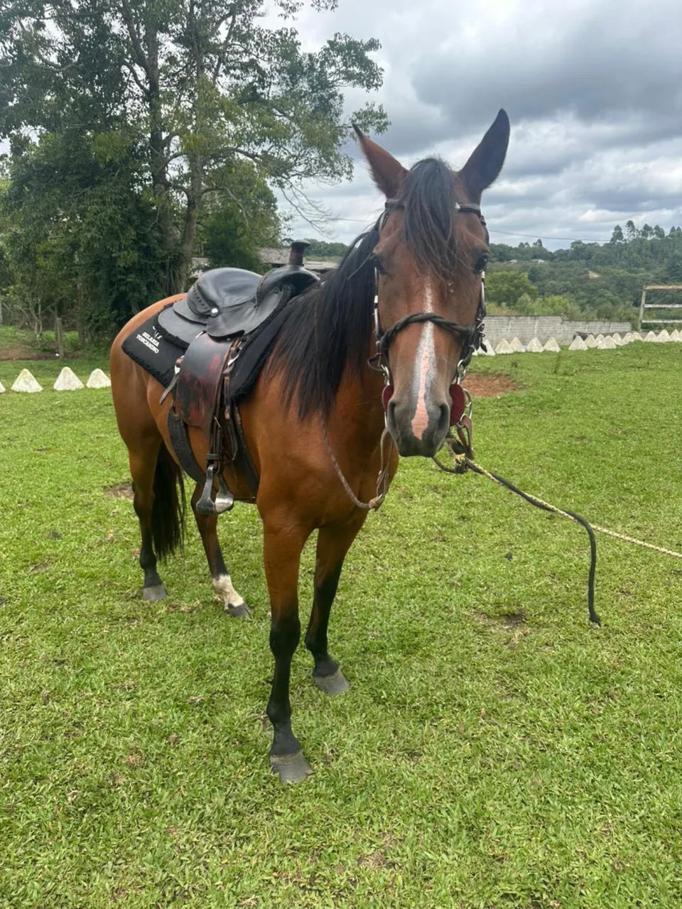 Égua Manga Larga - Foto 5