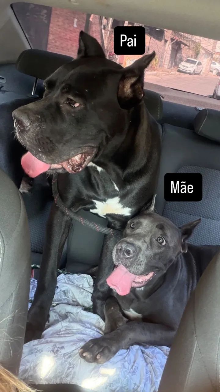 Filhote cane corso  - Foto 2