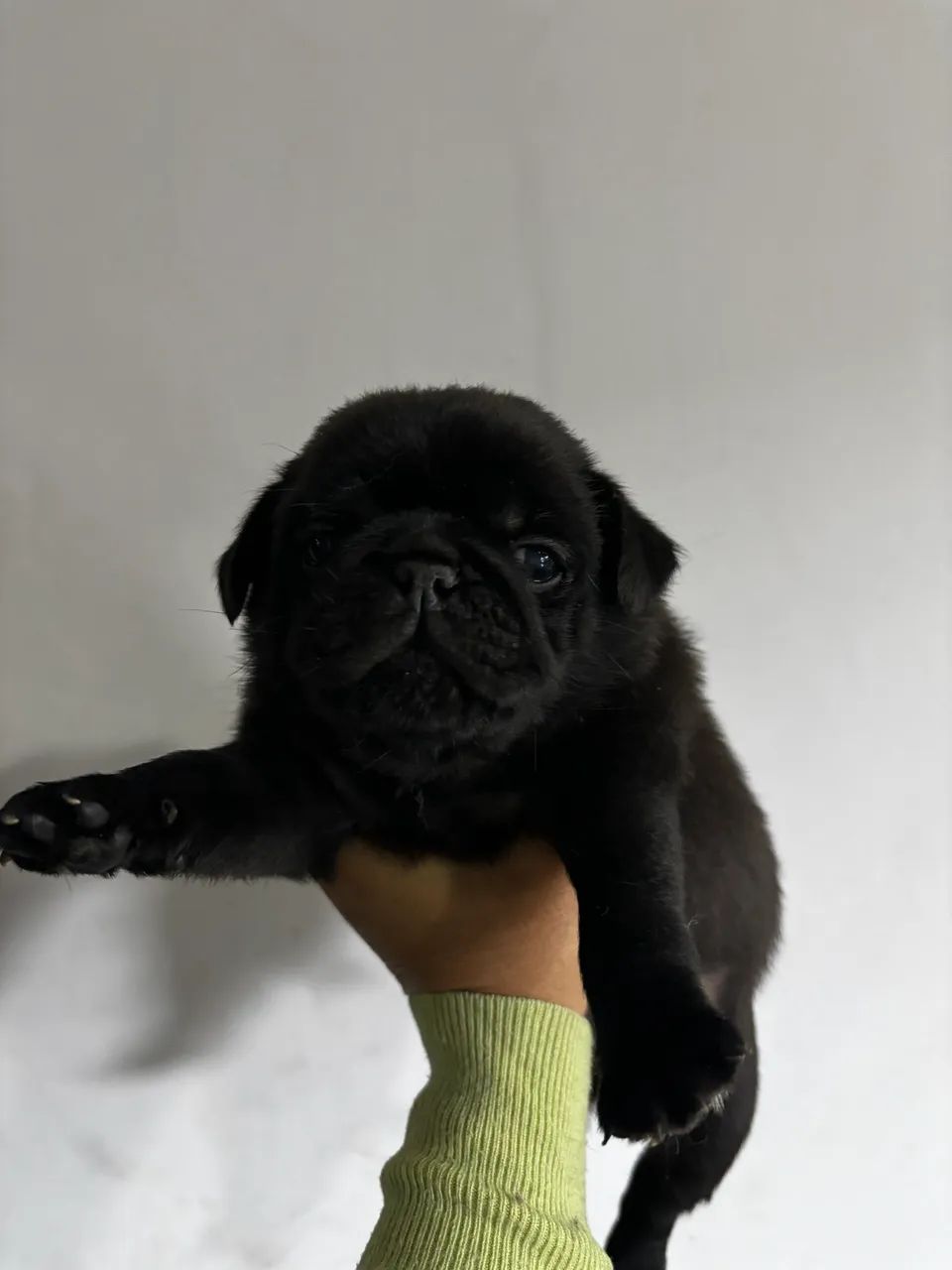 Filhotes de Pug - Foto 2