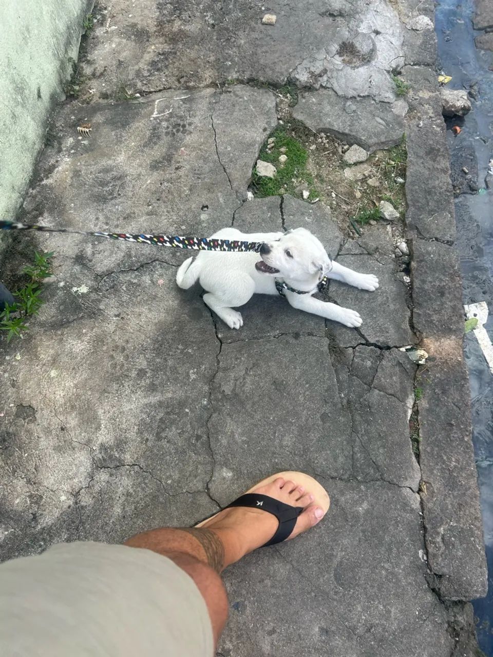 Vende LABRADOR - Foto 4