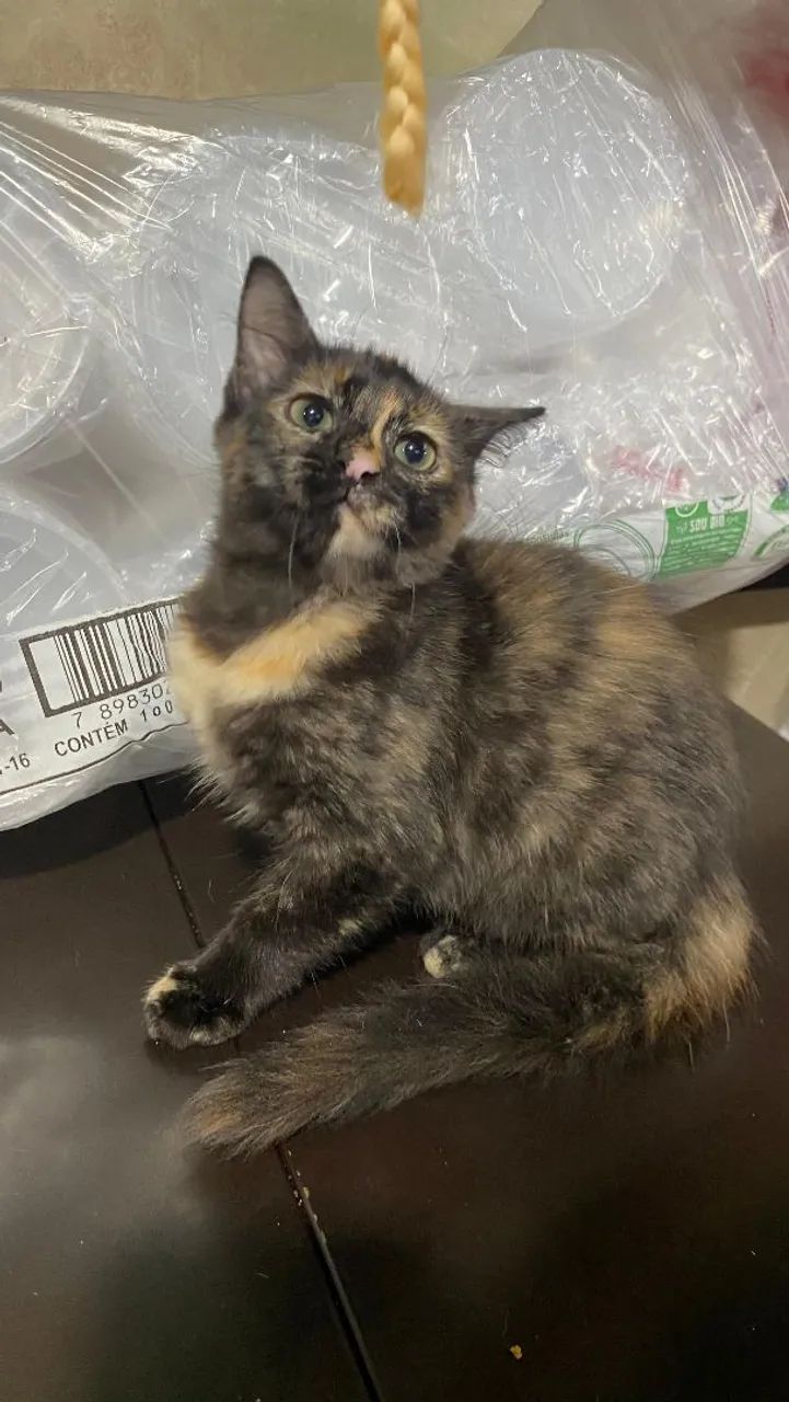 Adoção dessas li das gatinhas. Garanto a castração!  - Foto 2