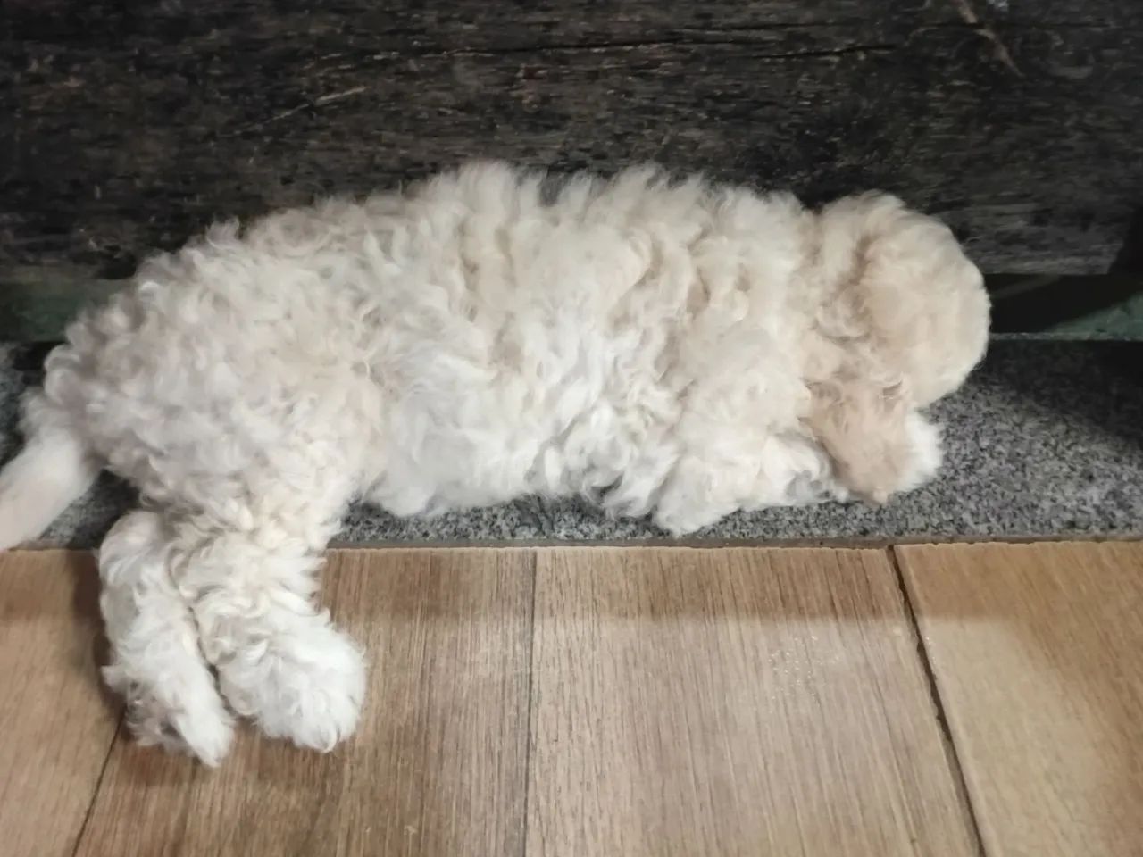 Animal