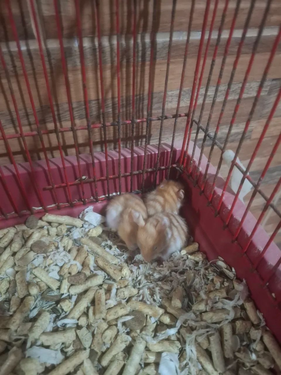 Twister e Hamster sírio  - Foto 2