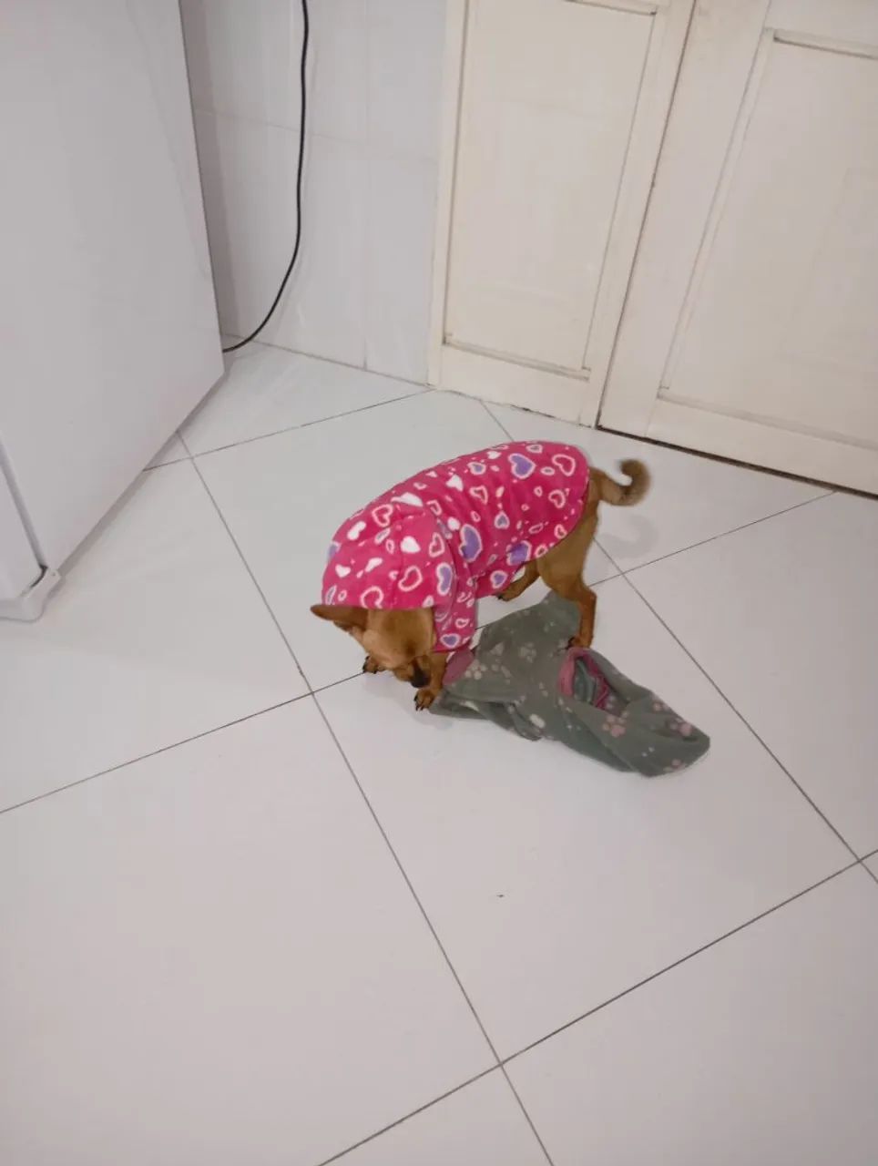 Roupinhas pra pets  - Foto 3