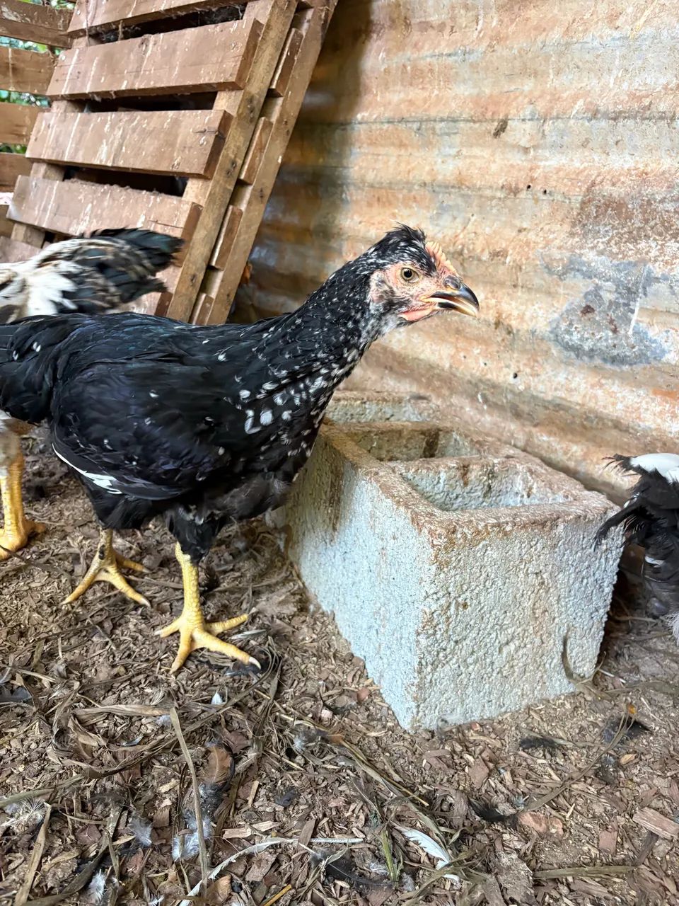 Frangas e frango GSB 80 dias