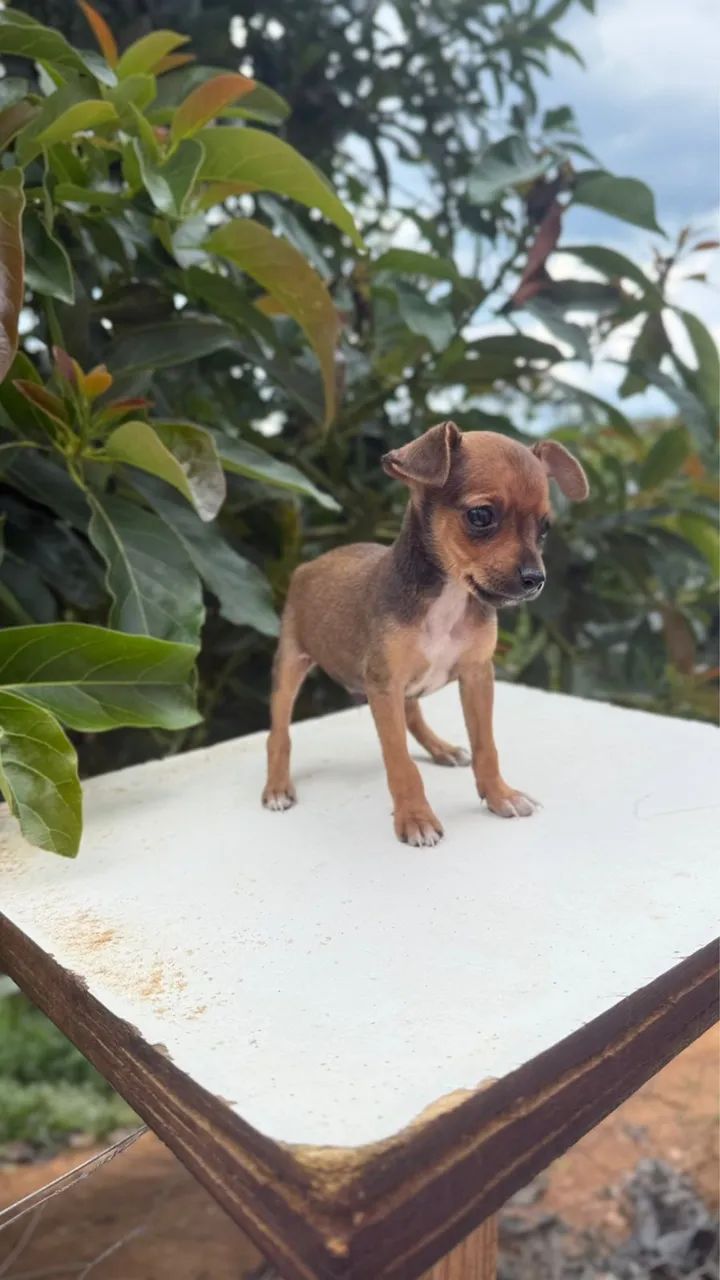 Lindinho Pinscher macho n1 caramelo! A sua espera 