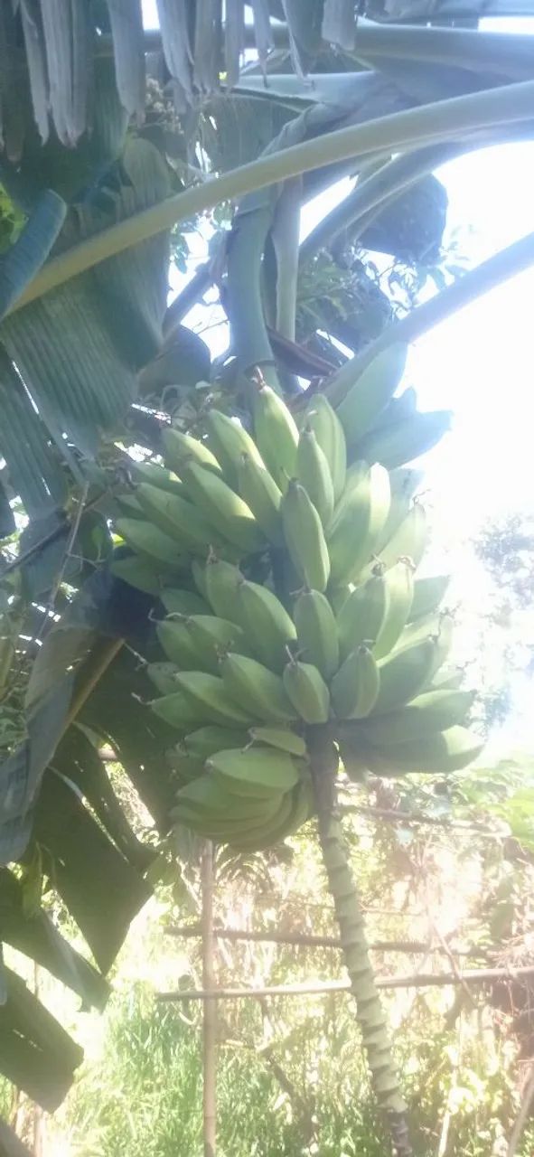 Banana marmelo cacho 