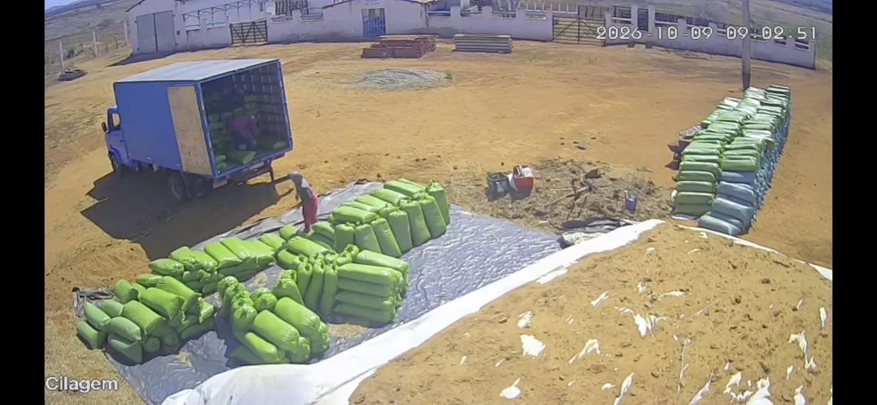 SILAGEM DE SORGO A PRONTA ENTREGA!  - Foto 5