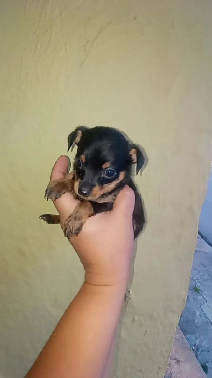 Casal de pinscher zerinho( original.  - Foto 3