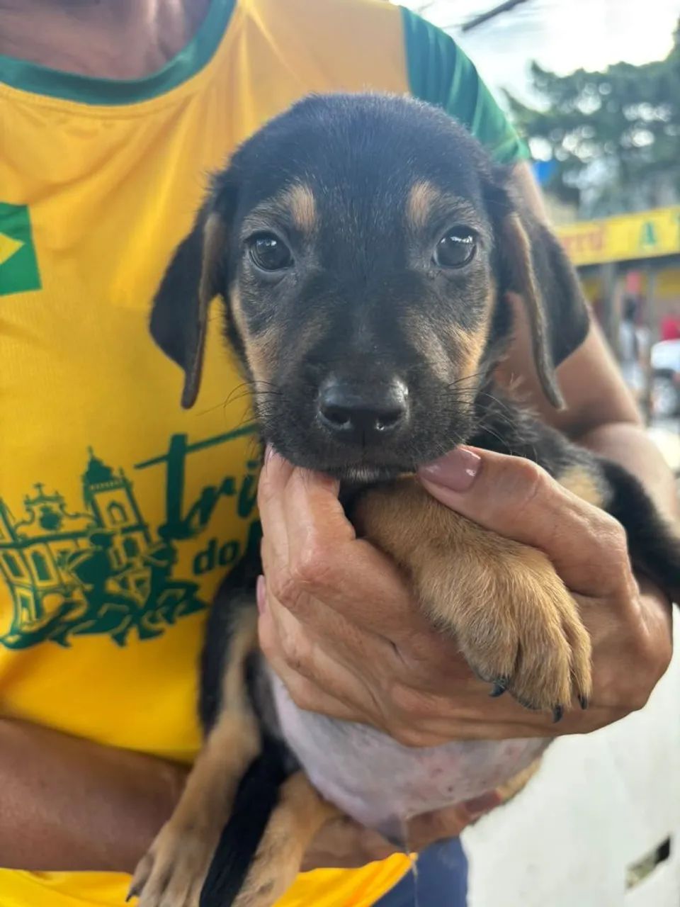 Cachorros  - Foto 3