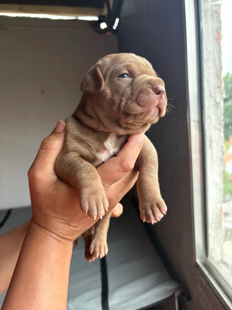 Animais e acessórios  - Foto 3